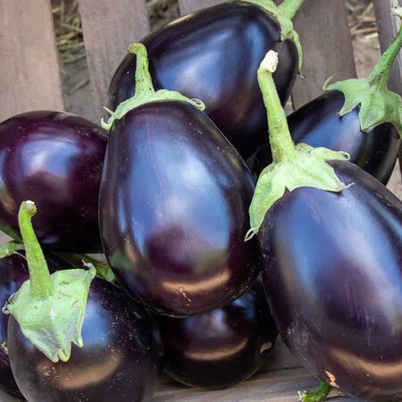 Goya, (F1) Eggplant Seeds - Packet image number null